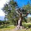 Olivenbäume prägen die Landschaft <br>© Wikimedia Commons (Alfaveyron [CC-BY-SA-3.0])
