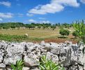 Landschaftsbild mit Olivenbäumen um Fasano <br>© Kulturtouristik