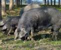 Alles dreht sich hier um die frei lebenden schwarzen Schweine <br>© Kulturtouristik (Hotel)