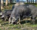 Alles dreht sich hier um die frei lebenden schwarzen Schweine <br>© Kulturtouristik (Hotel)