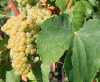 Chardonnay - die Traube des Franciacorta DOCG <br>© Kulturtouristik (Weingut)