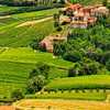 Weinberge im Barolo-Gebiet <br>© Kulturtouristik (Weingut)