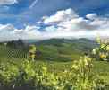Blick über die Weinberge der Langhe <br>© Kulturtouristik (Weingut)