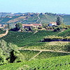 Weinberge im Monferrato Gebiet <br>© Kulturtouristik (Hotel)