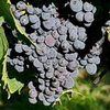 Sagrantino Traube aus der Gegend um Montefalco <br>© Wikimedia Commons (Zyance [CC-BY-SA-2.5])